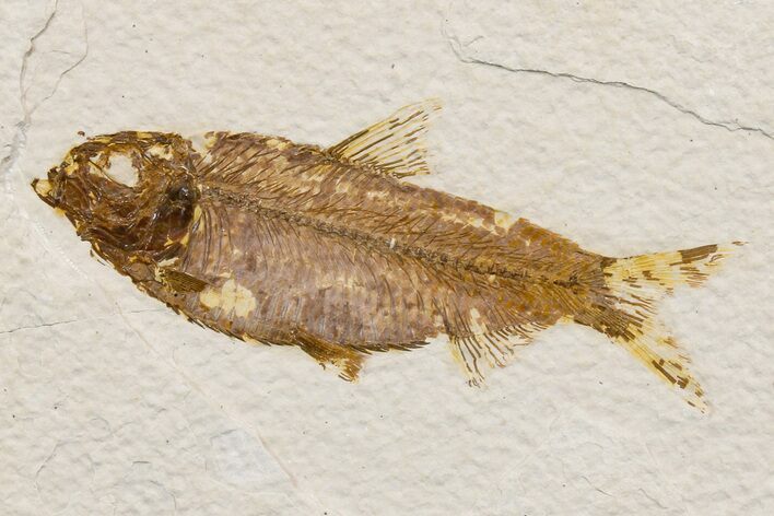 Detailed Fossil Fish (Knightia) - Wyoming #174696